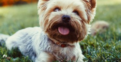 mi perro no quiere comer