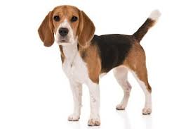 perro come chocolate