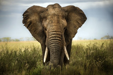 Elefante Africano de sabana o matorral