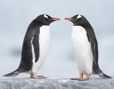 Pinguino Adelia