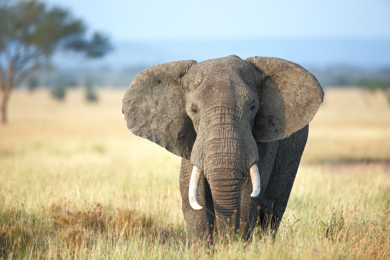 Elefante