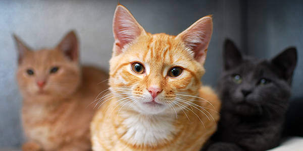 Gato