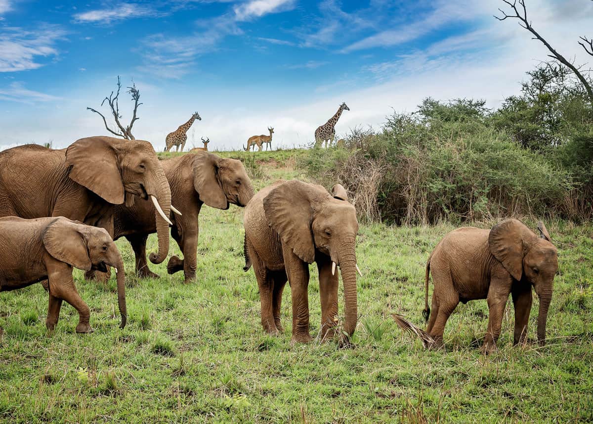 🥇 Elefante Africano de sabana o matorral [2020] 🥇 - TenaChile