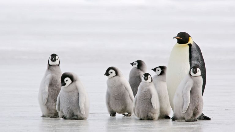 Pinguino