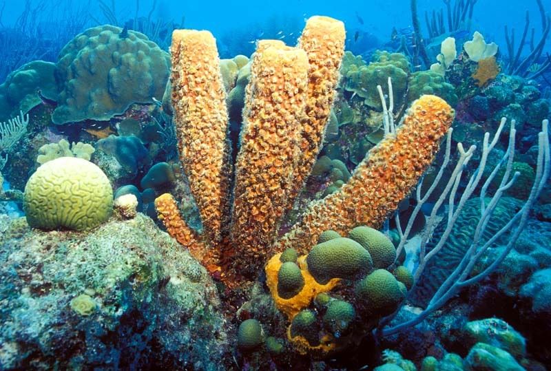 Fila Porifera