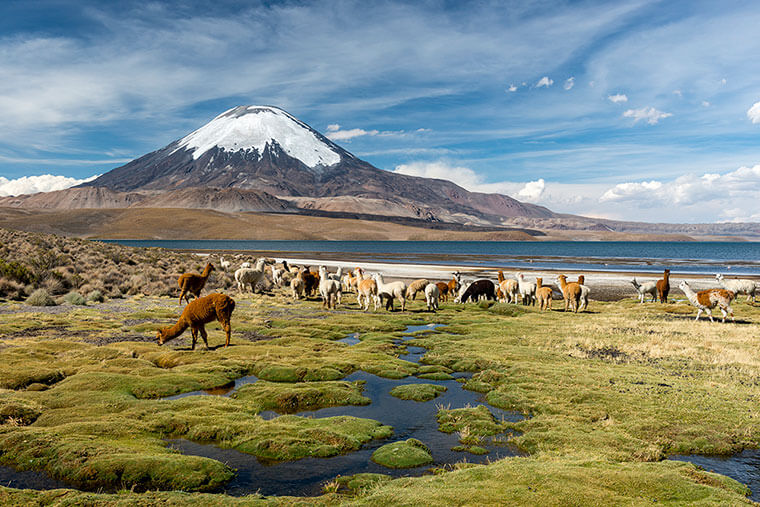 defensoria regional arica parinacota